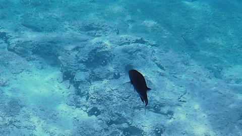 Damselfish underwater Stock Footage 249369876