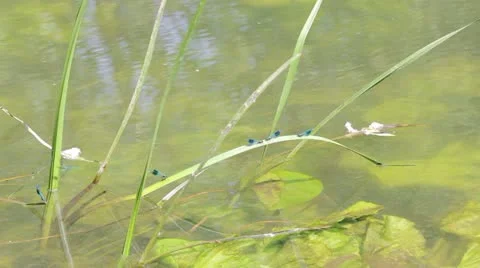 Damselflies Video stock 11128374