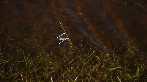 Damselflies Vídeos de archivo 312971554