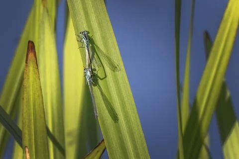 Damselflies getting ready to mate Foto stock