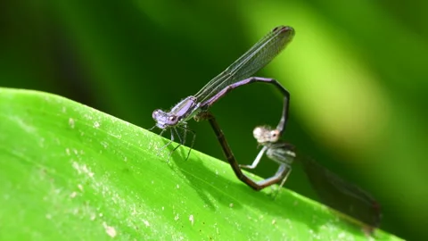 Damselflies mating Stock Footage 309335597