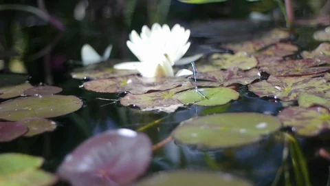 Damselflies mating on a pond Stock Footage 86739235