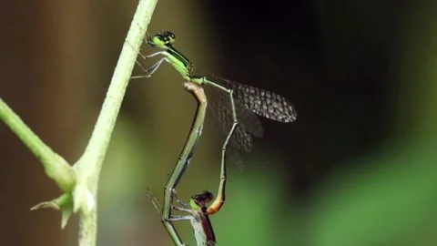 Damselflies mating video Stock Footage 194550512
