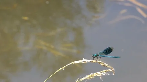Damselfly 00042 Video stock 91873233