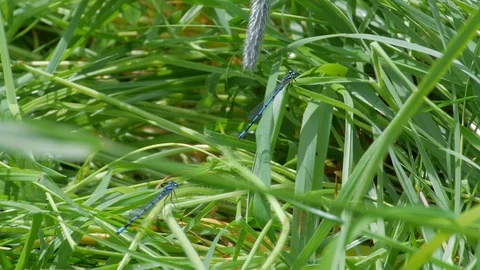 Damselfly Aerobatics Stock Footage 98252208
