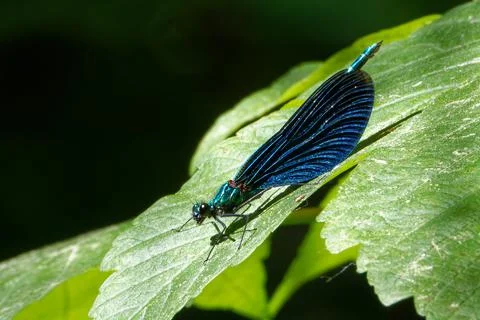Damselfly and his shadow on a leaf of sycamore. Stock-Fotos