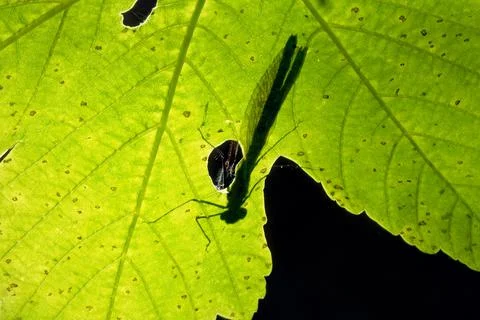 Damselfly and his shadow on a leaf of sycamore. Stock Photos
