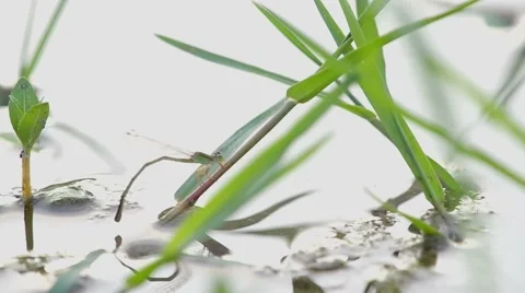 Damselfly and spider attack Video stock 52143941