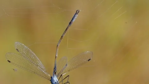 Damselfly caught in spiderweb. Stock Footage 307263621