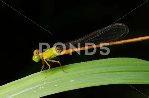 Damselfly ceriagrion fallax Stock Photos