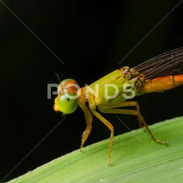 Damselfly ceriagrion fallax Stock Photos