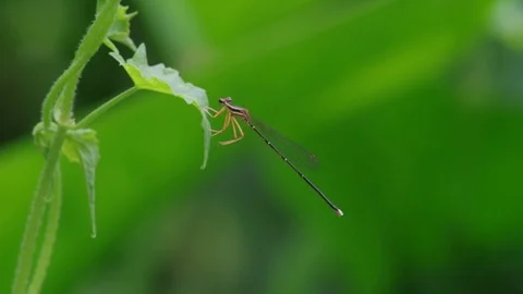 Damselfly cleaning its legs Stock Footage 105420933