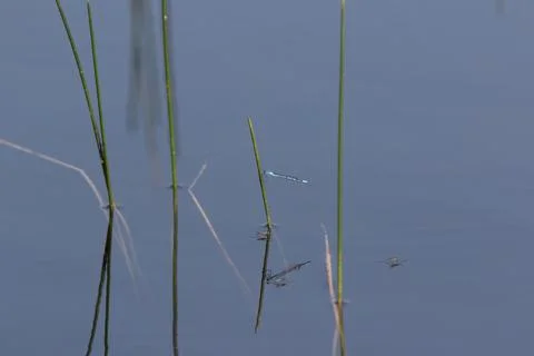 A damselfly clings to a stem. Stock Photos