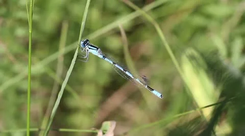 Damselfly close-up Stock Footage 22324388