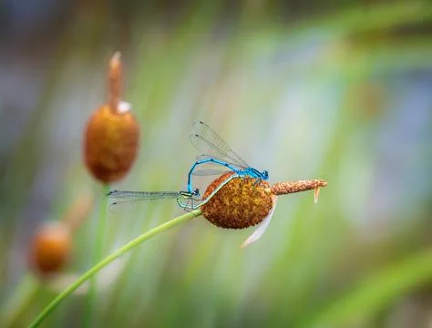Damselfly couple mating on a rush Stock Photos