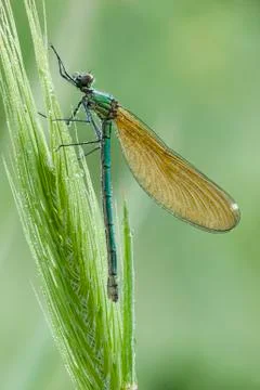 Damselfly covered with dew drops Stock Photos