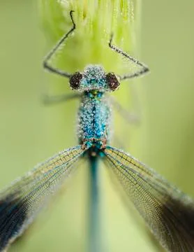 Damselfly covered with dew drops Stock Photos