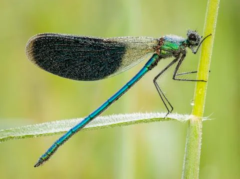 Damselfly covered with dew drops Stock Photos