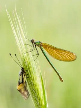 Damselfly covered with dew drops Stock Photos