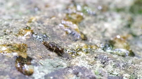 Damselfly is crawling Stock Footage 50156881