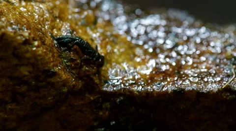 Damselfly is crawling Stock Footage 50156899