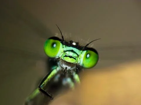 Damselfly dragonfly Stock Photos