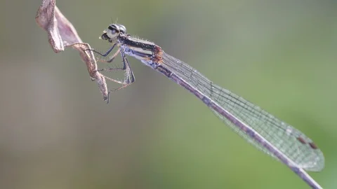 Damselfly eating insect as prey Stock Footage 88100210
