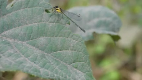 A damselfly is eating leaf Stock-Footage 304058751