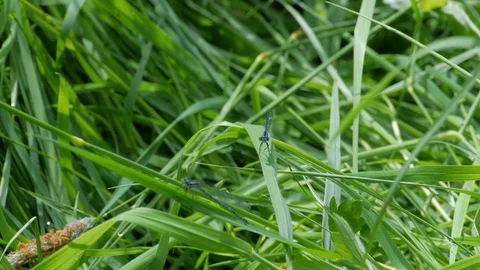 Damselfly Executive AGM Video stock 98252897