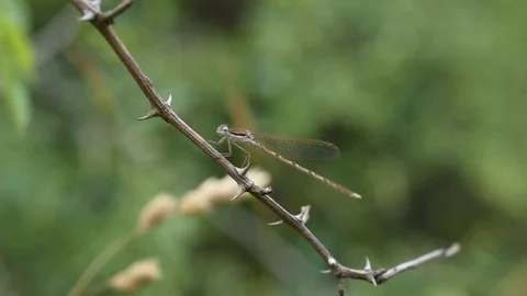 Damselfly in the field Stock Footage 114280126