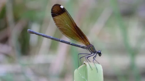Damselfly fly away Stock Footage 82619394