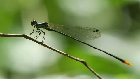 Damselfly flying and returning on the branch Stock Footage 99598397