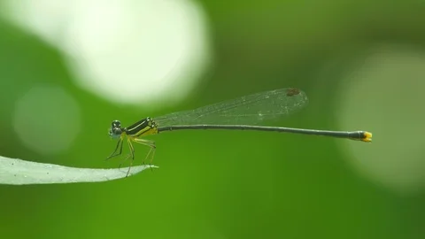 Damselfly flying and returning on the plant leaf Stock Footage 99654463