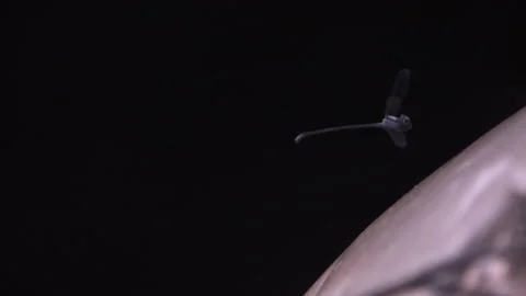 Damselfly flying in slow motion Stock Footage 161293000