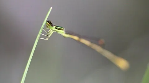 Damselfly Stock Footage 879052