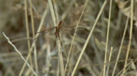Damselfly Stock Footage 32667158