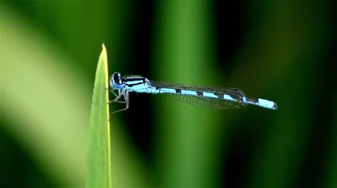 Damselfly Видео 39976672
