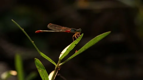 Damselfly Stock Footage 156570675