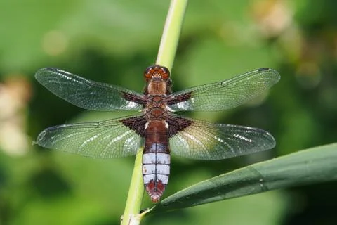 Damselfly in the grass Stock Photos