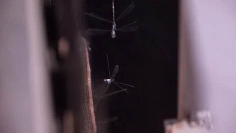 Damselfly group flying over water slow motion Stock Footage 161292983