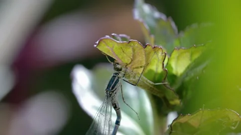 Damselfly Hatching Stock Footage 143699606