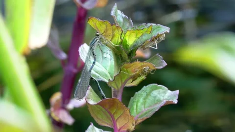 Damselfly Hatching Stock Footage 143700341