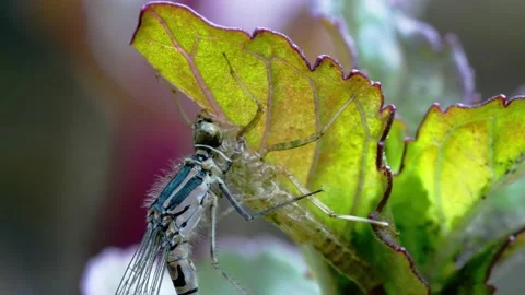 Damselfly Hatching Stock Footage 143700416