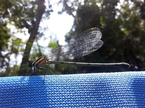 Damselfly insect on blue cloth in isolated nature Stock Photos