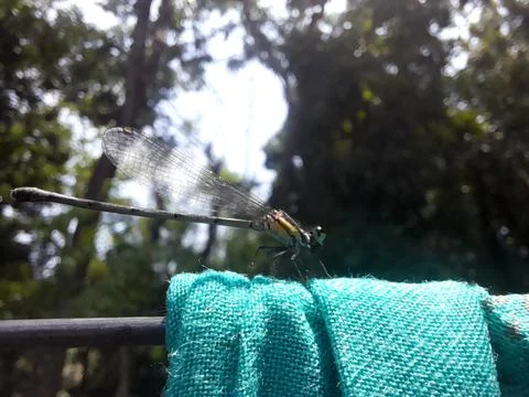Damselfly insect on cable. Beautiful small damselfly 写真素材