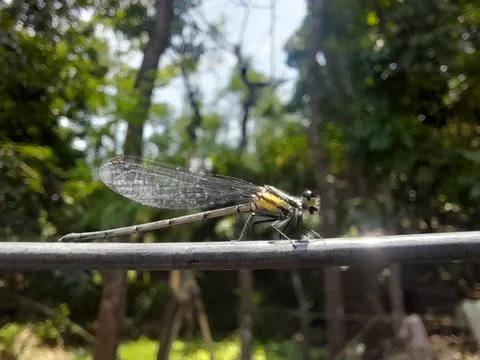 Damselfly insect on cable. Beautiful small damselfly Stock Photos