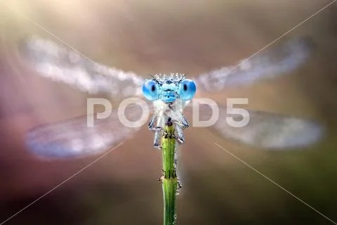 Damselfly with its wings spread out Stock Photos