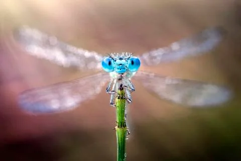 Damselfly with its wings spread out Stock-Fotos