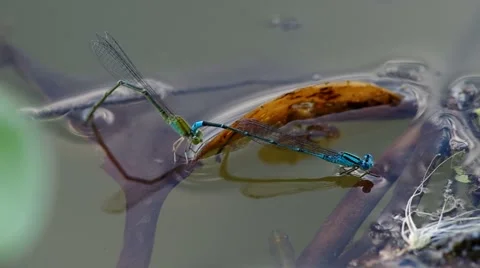 Damselfly lay egg and the fish disturbance Stock Footage 52299348