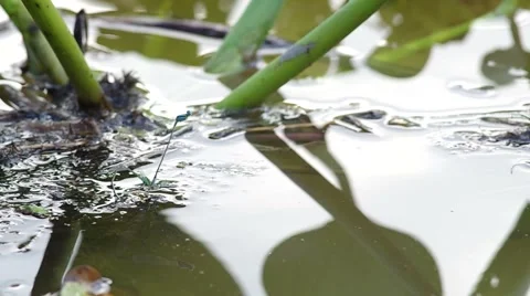 Damselfly lay egg into water Stock Footage 52261707